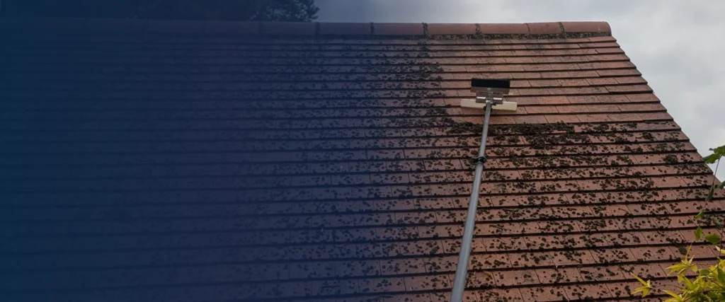 Pure Horizon removing moss from a tiled roof in Suffolk using telescopic roof-cleaning equipment